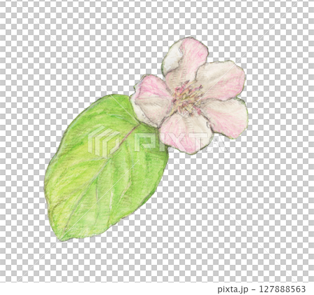 マルメロの花 水彩色鉛筆イラスト マルメロの花 水彩色鉛筆イラスト 127888563