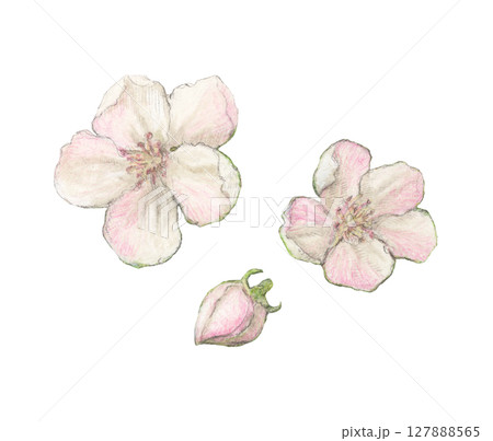 マルメロの花 水彩色鉛筆イラスト マルメロの花 水彩色鉛筆イラスト 127888565