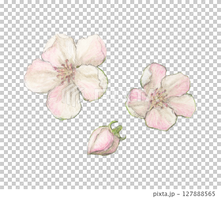 マルメロの花 水彩色鉛筆イラスト マルメロの花 水彩色鉛筆イラスト 127888565