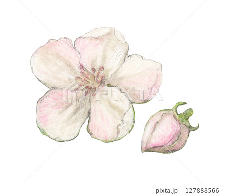 マルメロの花 水彩色鉛筆イラスト マルメロの花 水彩色鉛筆イラスト 127888566
