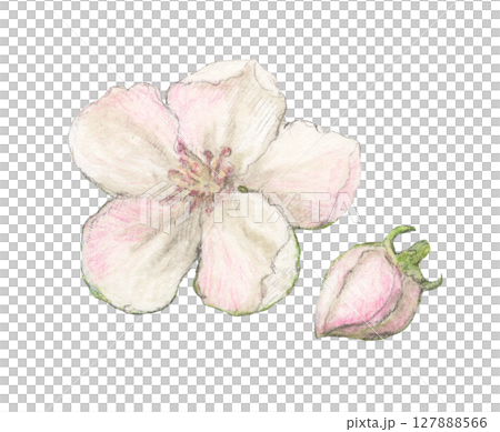 榅桲花水彩鉛筆插圖 127888566