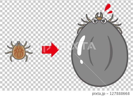 蜱蟲進食前後 蜱蟲進食前後 127888668