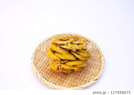 里山から採取したタモギダケ 127888675