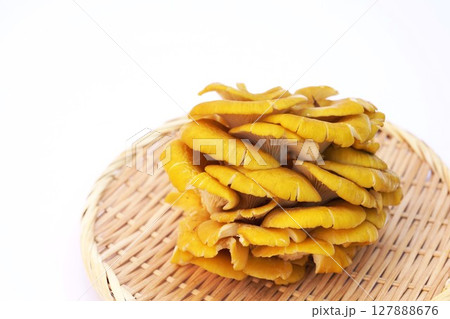 里山から採取したタモギダケ 127888676