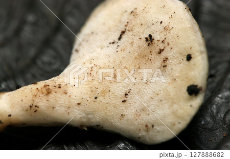 朽木などから生えるニクハリタケ科Loweomyces fractipes幼菌背面の管孔（自然環境下） 127888682