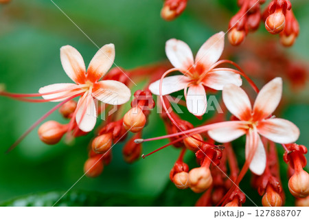 Closeup of Pagoda Flower Clerodendrum paniculatum tropical flowers with soft peach petals and red stamens in natural floral background 127888707