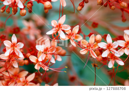 Closeup of Pagoda Flower Clerodendrum paniculatum tropical flowers with soft peach petals and red stamens in natural floral background 127888708