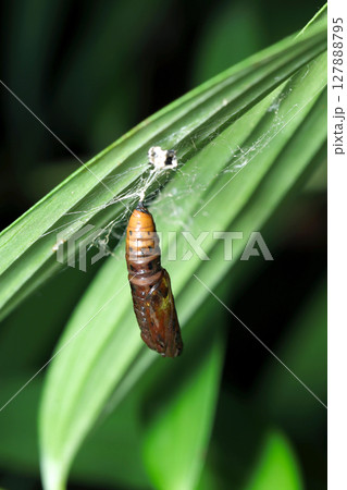 木の葉にぶら下がる星の入ったエダシャク蛾サナギ（自然環境下昆虫類マクロ撮影） 127888795