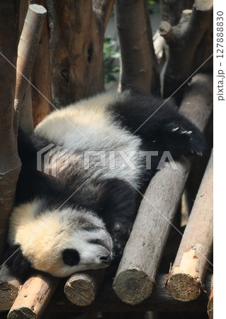 ウッドデッキでお昼寝中の赤ちゃんパンダ 127888830