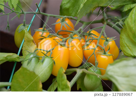 MiniTomato / 真夏の家庭菜園で育てる夏野菜，ミニトマトの実(プチトマト) - 生育途中 127889067