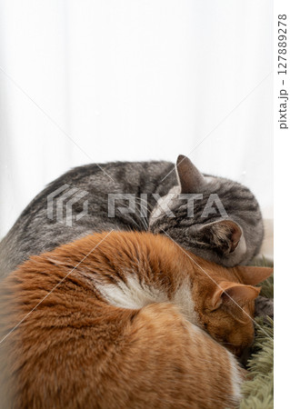 窓辺で眠る二匹の猫 127889278