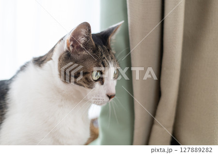 見つめる猫 キジトラ白 見つめる猫 キジトラ白 127889282