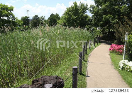 東糀谷防災公園 127889428