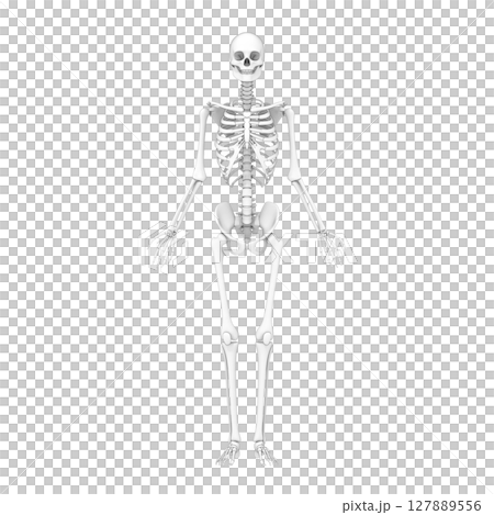 Human body, whole body bones, skeleton 127889556