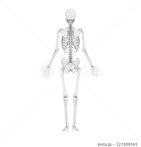 人体 全身の骨, スケルトン 人体 全身の骨, スケルトン 127889565
