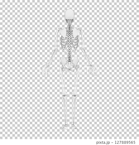 人体 全身の骨, スケルトン 人体 全身の骨, スケルトン 127889565