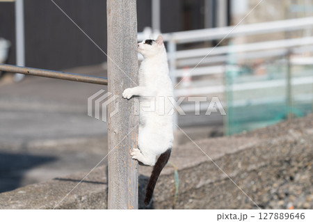 木に登って遊ぶ野良猫 127889646