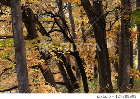 美しい紅葉の森 美しい紅葉の森 127889909