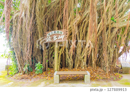 (鹿児島県)佐多岬のガジュマル (鹿児島県)佐多岬のガジュマル 127889913