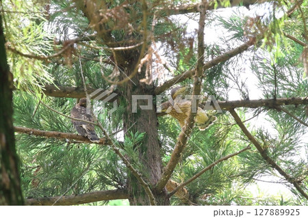 オオタカの幼鳥 オオタカの幼鳥 127889925