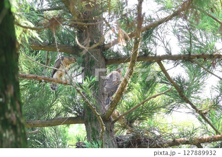 オオタカの幼鳥 オオタカの幼鳥 127889932