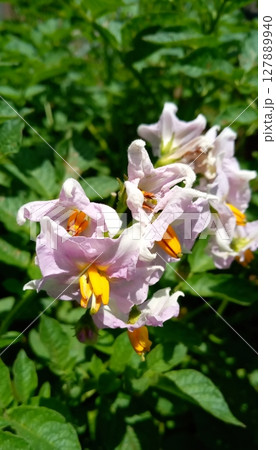 しおれかけのジャガイモの花 しおれかけのジャガイモの花 127889940