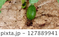 生まれたての西瓜 127889941