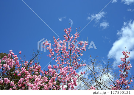 ヤエベニシダレ 127890121