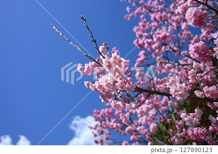 ヤエベニシダレ 127890123