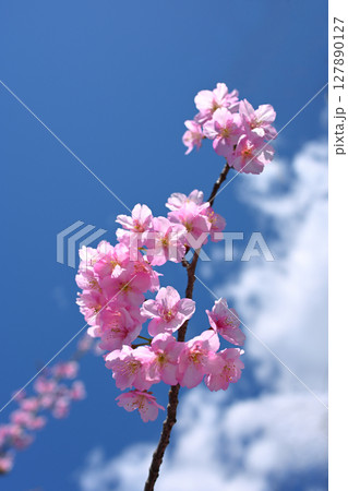 東谷山フルーツパーク　桜 127890127