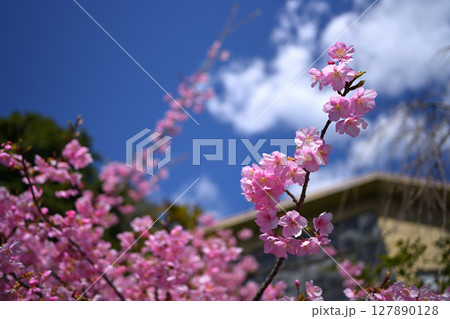 東谷山フルーツパーク 桜 東谷山フルーツパーク 桜 127890128