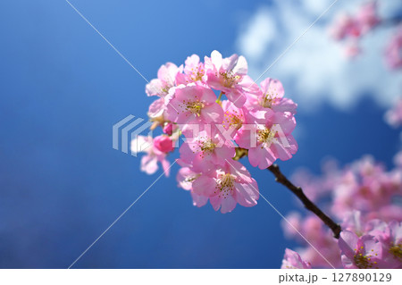 東谷山フルーツパーク　桜 127890129