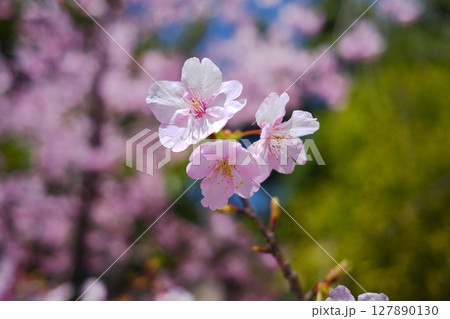東谷山フルーツパーク 桜 東谷山フルーツパーク 桜 127890130
