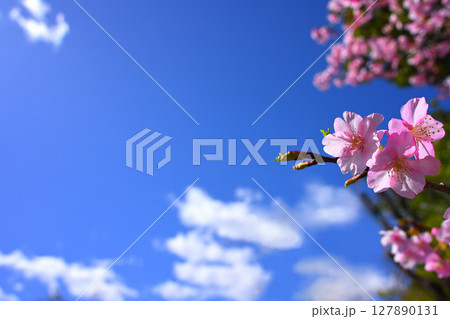 東谷山フルーツパーク　桜 127890131