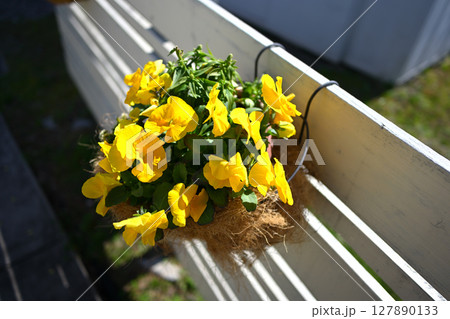 東谷山フルーツパーク　パンジー 127890133