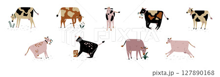 Cow with Udder and Bell Grazing on Pasture as Dairy Cattle Breeding and Farming Vector Set Cow with Udder and Bell Grazing on Pasture as Dairy Cattle Breeding and Farming Vector Set 127890168