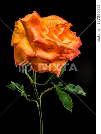 Captivating Orange Rose with Raindrops on Deep Black Background 127890313