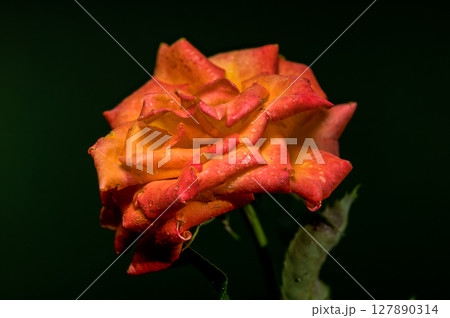 Vibrant Orange Rose with Raindrops on a Dark Green Background 127890314