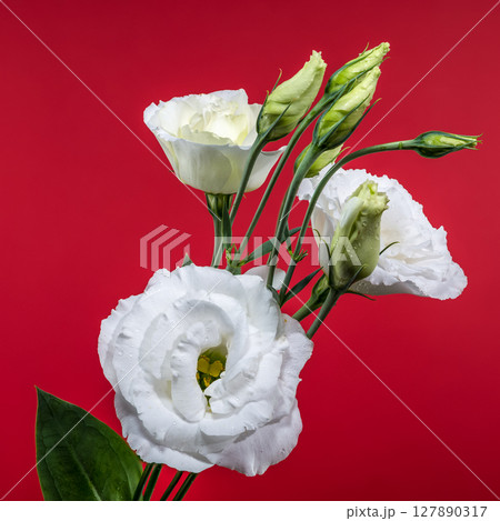 White Eustoma Flowers and Buds on a Vibrant Red Background White Eustoma Flowers and Buds on a Vibrant Red Background 127890317