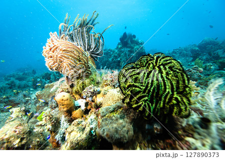 Soft Corals on Sea Bottom. Underwater Beautiful Flora Background. 127890373