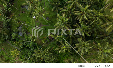 Aerial drone view of Tegallalang Rice fields terraces in Ubud, Bali, Indonesia Aerial drone view of Tegallalang Rice fields terraces in Ubud, Bali, Indonesia 127890382