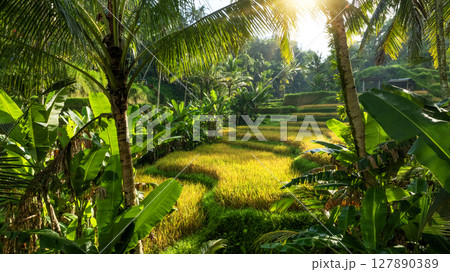 View of Tegallalang Rice fields terraces in Ubud, Bali, Indonesia View of Tegallalang Rice fields terraces in Ubud, Bali, Indonesia 127890389
