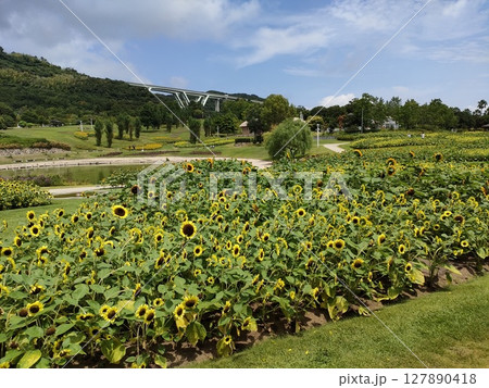 夏の花ヒマワリ畑と青い空 夏の花ヒマワリ畑と青い空 127890418