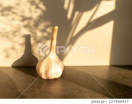 Single Garlic Bulb in Warm Sunlight with Artistic Shadows 127890437