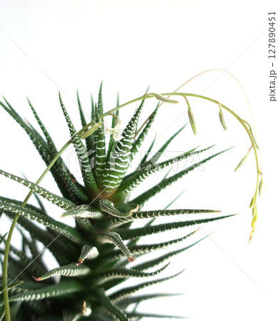 十二の巻の花 127890451