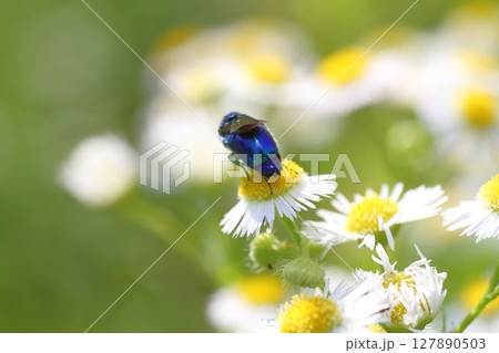 ヒメジョオン(姫女苑)の花にとまるオオセイボウ(セイボウ) ヒメジョオン(姫女苑)の花にとまるオオセイボウ(セイボウ) 127890503