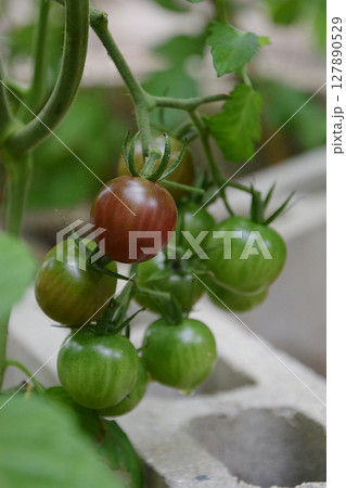 真夏の家庭菜園で育てる夏野菜ブラックチェリートマト種，ミニトマトの実(プチトマト) - 生育途中 127890529