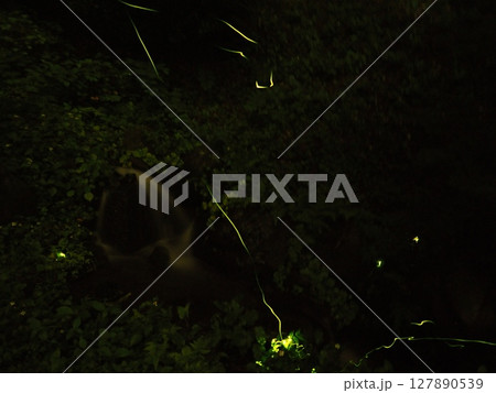 蛍のおもひで（20250624211122） 127890539