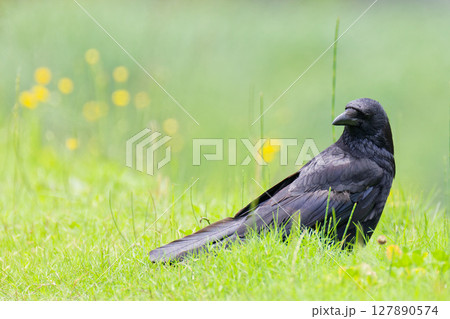 初夏の河原で餌を探すハシボソガラス 127890574