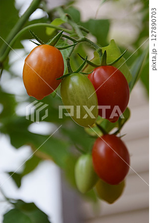 真夏の家庭菜園で育てる夏野菜 アイコ種，ミニトマトの実(プチトマト) - 生育途中 127890703